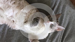 Thai cat with blue eyes is lying on the beanbag chair with her belly up. vertical video with fast Camera shifting