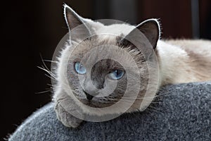 A Thai cat with blue eyes is resting in its bench.