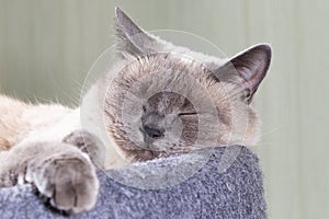 A Thai cat with blue eyes is resting in its bench.