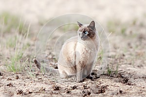 Thai cat with blue eyes sitting outdoors on the sand at nature