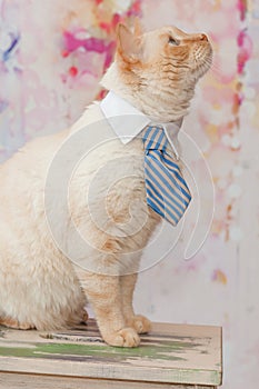 Thai cat with blue eyes wearing small striped blue tie