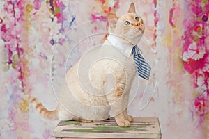 Thai cat with blue eyes wearing small striped blue tie