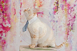 Thai cat with blue eyes wearing small striped blue tie