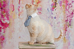 Thai cat with blue eyes wearing small striped blue tie