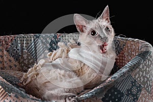 Thai cat breed licks after surgery in a postoperative bandage.