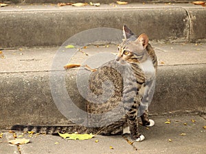 Thai cat on cement stair