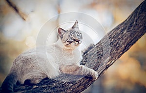 Thai cat climbs a tree. Portrait of a Thai cat in nature