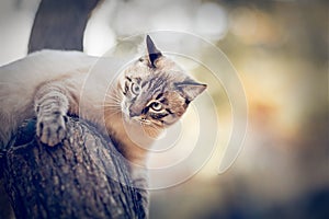 Thai cat climbs a tree. Portrait of a Thai cat in nature