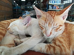 Thai Cat, cute, cute, sucking, sleeping, comfortable, cute, herd, feeding, family,siamese cat
