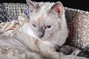 Thai cat is dormant after surgery in a postoperative bandage photo