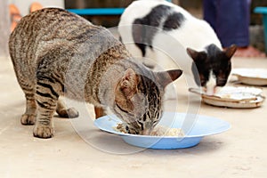 Thai cat eating food in plastic bowl on cement floor.
