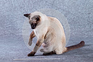 Thai cat funny sits on hind legs.