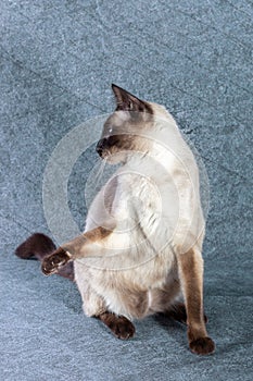 Thai cat funny sits on hind legs.