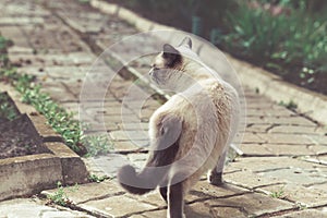 A Thai cat on a garden path made of tiles on a sunny spring day.