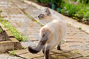 A Thai cat on a garden path made of tiles on a sunny spring day. photo