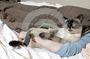 Thai cat lies on the bed next to the mistress