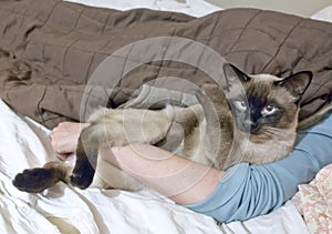 Thai cat lies on the bed next to the mistress