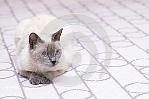 A Thai cat lies on a light carpet with an abstract pattern.