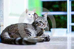 Thai Cat looking at the wall