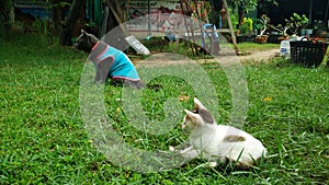 Thai Cat in many action. Siamese Cat in the local village.