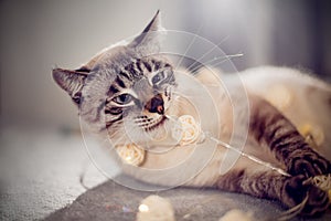 A Thai cat plays with a Christmas garland with balls