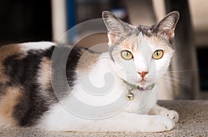 Thai cat resting on marble chair looking at camera