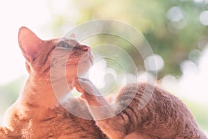 Thai cat is scratching itself