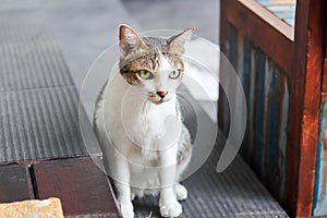 Thai cat, shot hair cat sitting on the ground.