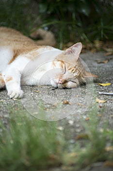 Thai cat sleeping