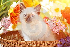 Thai cat in spring flowers