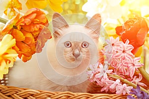 Thai cat in spring flowers