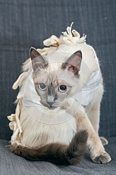 Thai cat after surgery in a postoperative bandage.