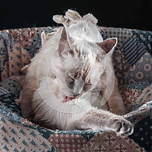 Thai cat after surgery in a postoperative bandage.