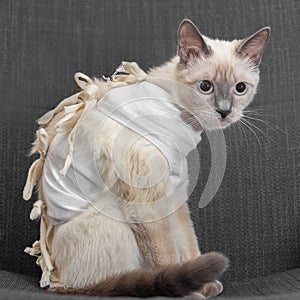 Thai cat after surgery in a postoperative bandage.