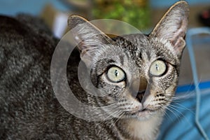 Thai cat, Thailand cat looking at camera, yellow eyes.