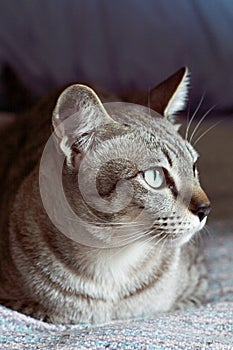 Thai cat, Thailand cat looking out window, yellow eyes.