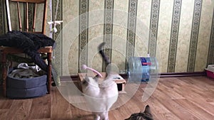 Thai cat tries to catch a toy suspended from the ceiling while standing on its hind legs