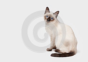 Thai cat on white background photo