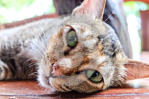 Thai Cat on wooden floor and blur background.