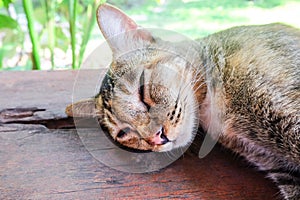 Thai Cat on wooden floor and blur background.