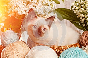 Thai cat in yarn and balls. Cozy photo