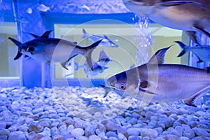 Thai CatFish Species inside tank of water