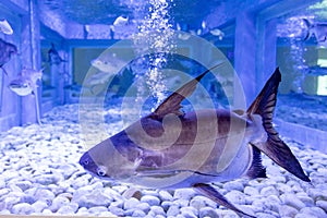 Thai CatFish Species inside tank of water