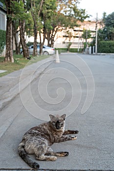 Thai cats happily sit on the concrete road in the village photo