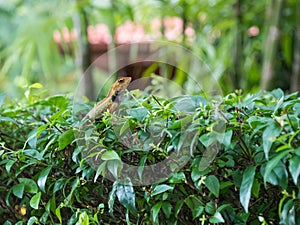 Thai chameleon on a branch of a tree