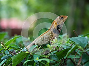 Thai chameleon on a branch of a tree