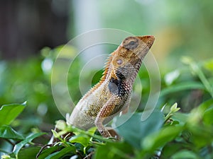 Thai chameleon on a branch of a tree