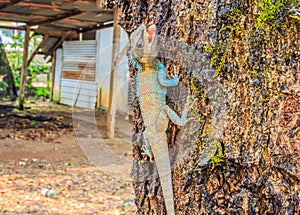 Thai chameleon climbing on tree