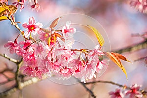 Thai Cherry Blossom at Doi Inthanon, Chiangmai, Cherry Blossom o