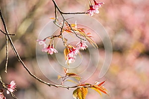 Thai Cherry Blossom at Doi Inthanon, Chiangmai, Cherry Blossom o